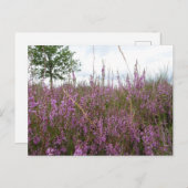 Paarse Heath Flowers Landscape DIY Briefkaart (Voorkant / Achterkant)