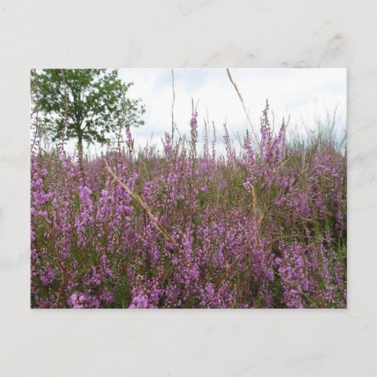 Paarse Heath Flowers Landscape DIY Briefkaart (Voorkant)