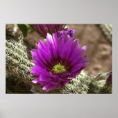 Paarse Hedegel Poster (Voorkant)
