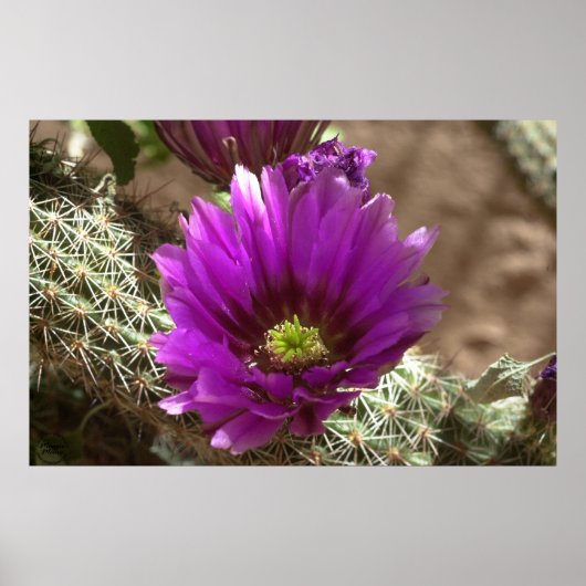 Paarse Hedegel Poster (Voorkant)