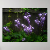 paarse heestriemen poster (Voorkant)