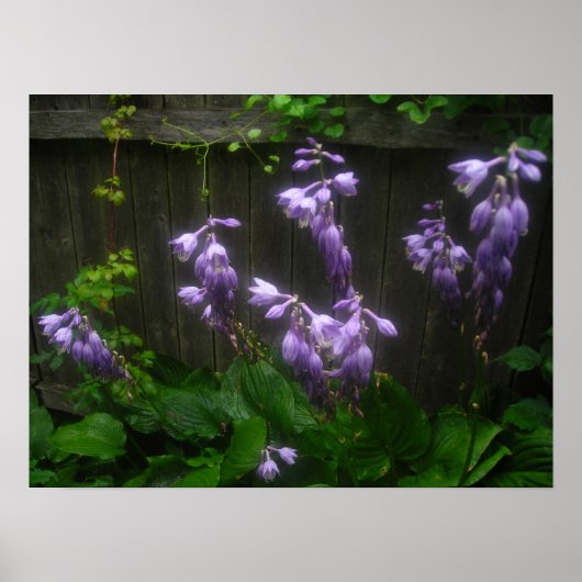 paarse heestriemen poster (Voorkant)