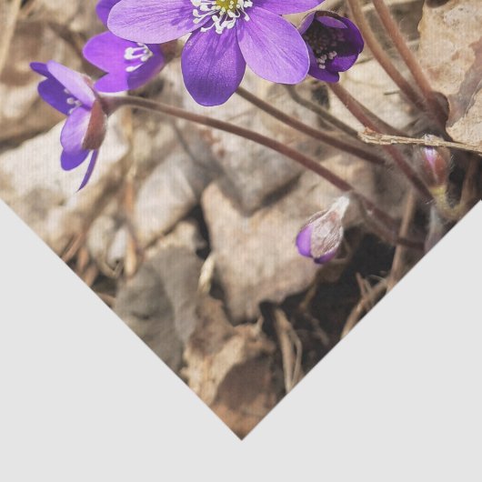 Paarse Hepatica Flowers Tissuepapier (Detail)
