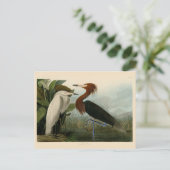 Paarse Heron Audubon-vogelschilderij Briefkaart (Staand voorkant)
