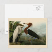 Paarse Heron Audubon-vogelschilderij Briefkaart (Voorkant / Achterkant)