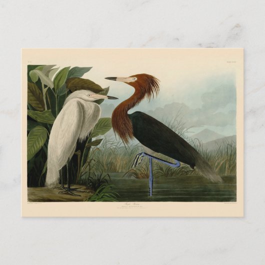 Paarse Heron Audubon-vogelschilderij Briefkaart (Voorkant)