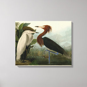 Paarse Heron Audubon-vogelschilderij Canvas Afdruk