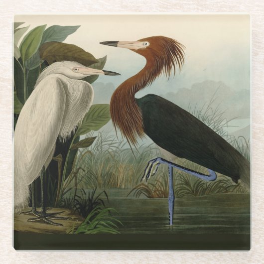 Paarse Heron Audubon-vogelschilderij Glazen Onderzetter (Voorkant)