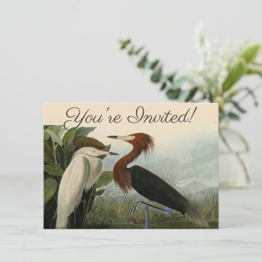 Paarse Heron Audubon-vogelschilderij Kaart (Staand voorkant)