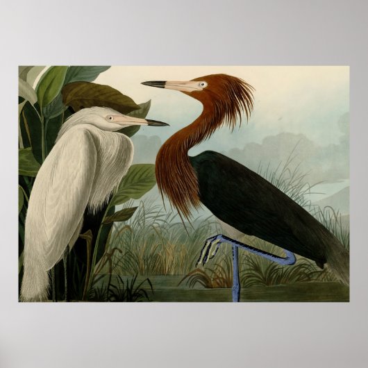 Paarse Heron Audubon-vogelschilderij Poster (Voorkant)