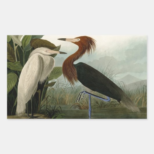 Paarse Heron Audubon-vogelschilderij Rechthoekige Sticker (Voorkant)