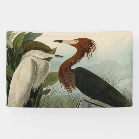 Paarse Heron Audubon-vogelschilderij Spandoek (Horizontaal)