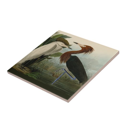 Paarse Heron Audubon-vogelschilderij Tegeltje (Zijkant)