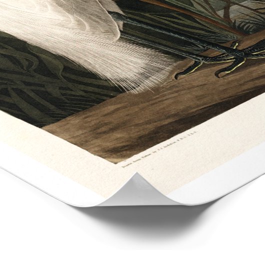 Paarse Heron door het Poster Audubon (Hoek)