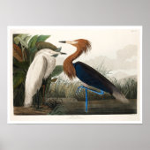 Paarse Heron door het Poster Audubon (Voorkant)