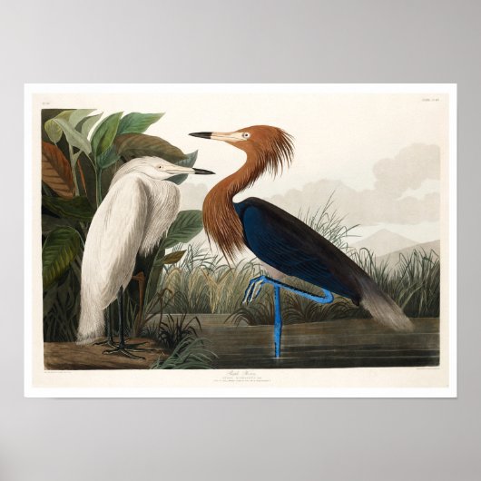 Paarse Heron door het Poster Audubon (Voorkant)