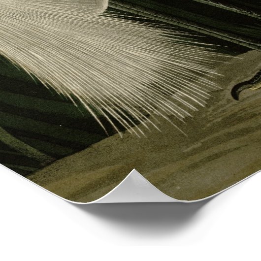 Paarse Heron Poster (Hoek)