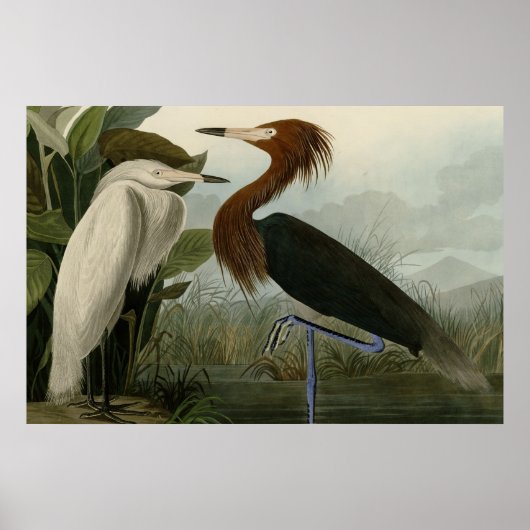 Paarse Heron Poster (Voorkant)