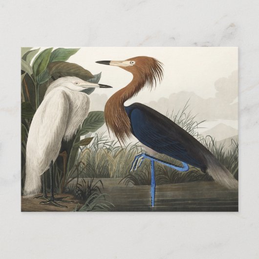 Paarse Heron uit de Amerikaanse vogelstand Briefkaart (Voorkant)