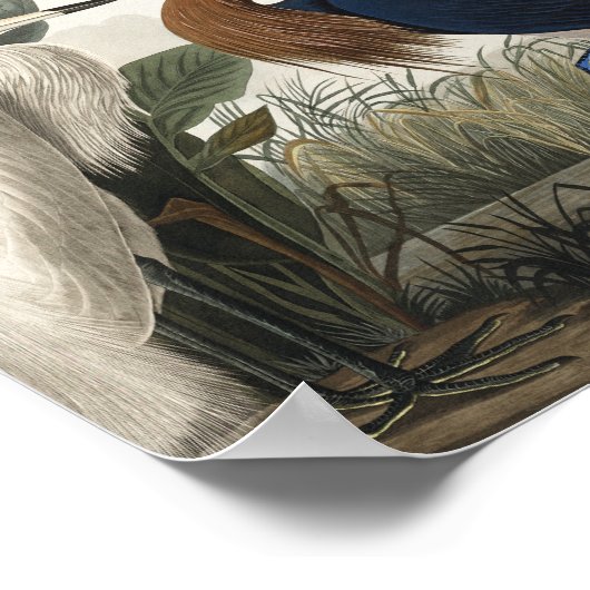 Paarse Heron uit de Amerikaanse vogelstand Poster (Hoek)