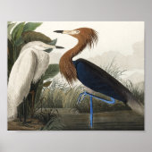 Paarse Heron uit de Amerikaanse vogelstand Poster (Voorkant)
