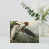 Paarse Heron - van de Amerikaanse vogels van Audub Briefkaart (Staand voorkant)