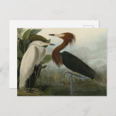 Paarse Heron - van de Amerikaanse vogels van Audub Briefkaart (Voorkant / Achterkant)