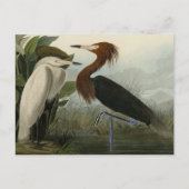 Paarse Heron - van de Amerikaanse vogels van Audub Briefkaart (Voorkant)