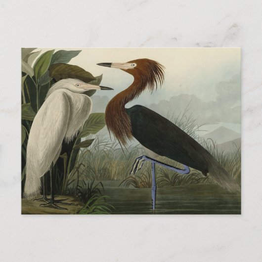 Paarse Heron - van de Amerikaanse vogels van Audub Briefkaart (Voorkant)