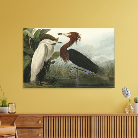 Paarse Heron - van de Amerikaanse vogels van Audub Canvas Afdruk (Insitu (Woonkamer))
