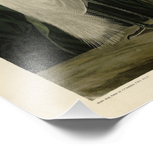 Paarse Heron - van de Amerikaanse vogels van Audub Foto Afdruk (Hoek)