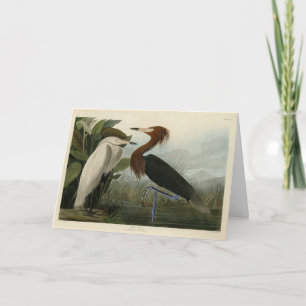 Paarse Heron - van de Amerikaanse vogels van Audub Kaart