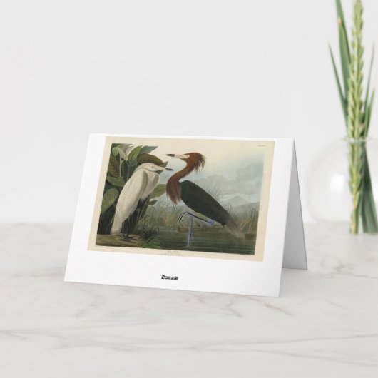 Paarse Heron - van de Amerikaanse vogels van Audub Kaart (Achterkant)