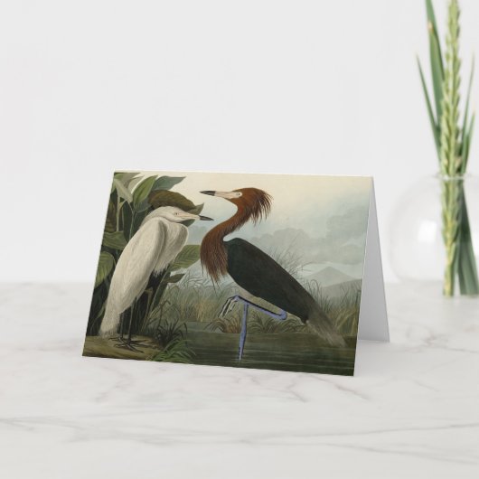 Paarse Heron - van de Amerikaanse vogels van Audub Kaart (Voorkant)