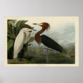 Paarse Heron - van de Amerikaanse vogels van Audub Poster (Voorkant)