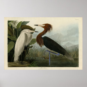 Paarse Heron - van de Amerikaanse vogels van Audub Poster
