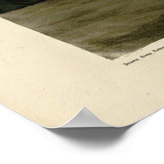 Paarse Heron - van de Amerikaanse vogels van Audub Poster (Hoek)