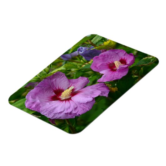 Paarse hibiscus bloemen magneet (Linkerzijde)