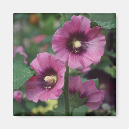 Paarse hibiscus bloemen magneet (Voorkant)