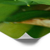 Paarse hibiscus bloemen poster (Hoek)