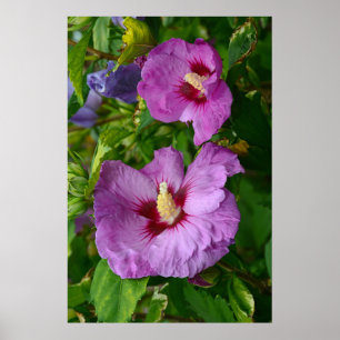 Paarse hibiscus bloemen poster