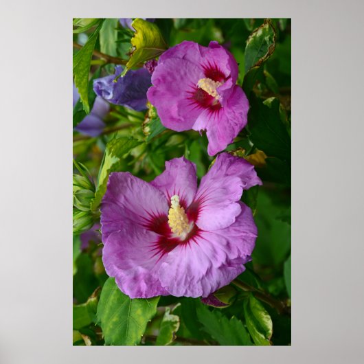 Paarse hibiscus bloemen poster (Voorkant)