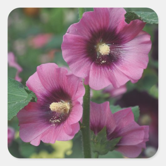 Paarse hibiscus bloemen vierkante sticker (Voorkant)