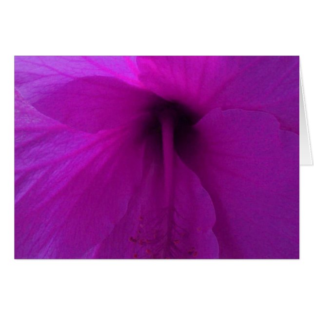 Paarse Hibiscus Flower (Voorkant Horizontaal)