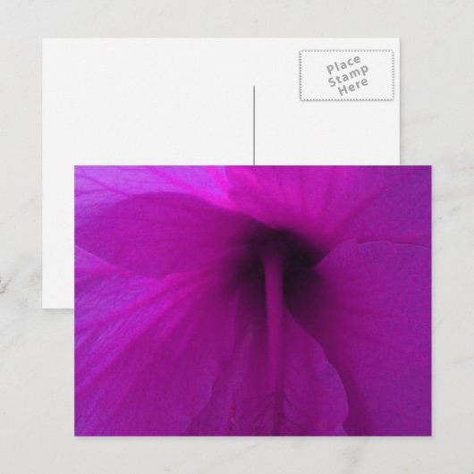Paarse Hibiscus Flower Briefkaart (Voorkant / Achterkant)