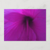 Paarse Hibiscus Flower Briefkaart (Voorkant)