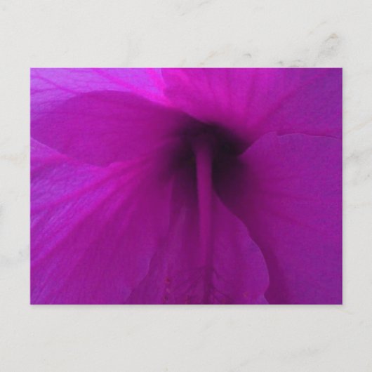 Paarse Hibiscus Flower Briefkaart (Voorkant)