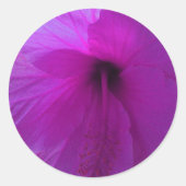 Paarse Hibiscus Flower Ronde Sticker (Voorkant)