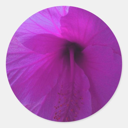 Paarse Hibiscus Flower Ronde Sticker (Voorkant)