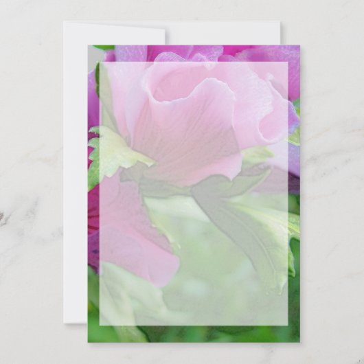 Paarse hisbiscus bloemen (Voorkant)